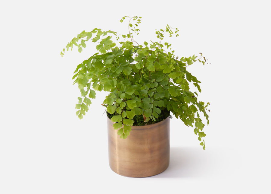 The Dublin » Send Flower Bouquets UrbanStems Flower Delivery